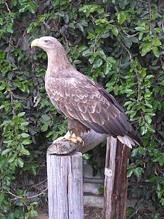 עיטם לבן זנב